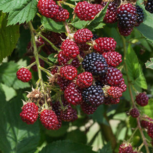 Mûrier Loch Ness BIO