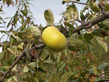 Blanche d&rsquo;Espagne