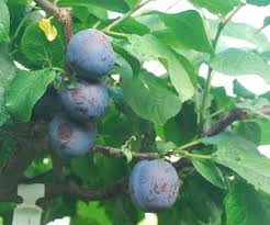 Prunier Bonne de Brie