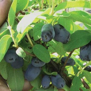 Camerisier, Baie de mai, boreal beast