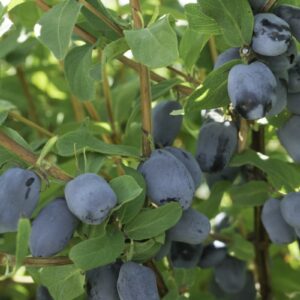 Camerisier, Baie de mai, boreal beauty