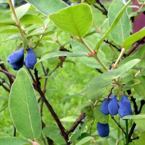 Camerisier ‘Borealis’ – Baie de mai rustique et savoureuse