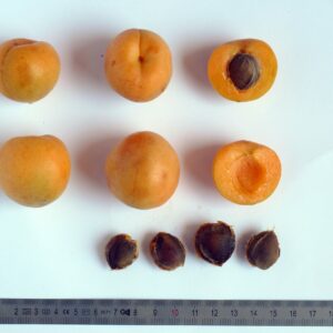 Abricotier budjanska