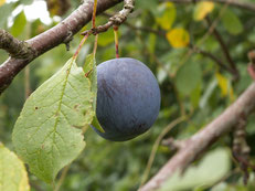 Prunier Early Favorite