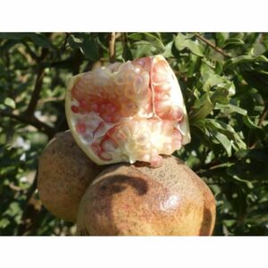 Grenadier Gissarski Rozovyi