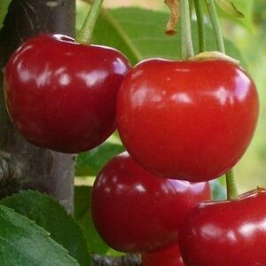 Cerisier Cerise Royale