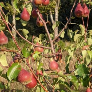 Poirier Certeaux d&rsquo;Automne