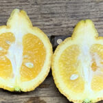 Citron Citradia 139