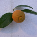 Citron Citradia 139