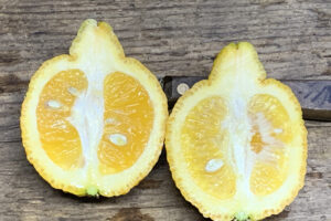 Citron Citradia 139