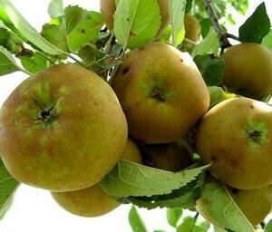 Pommier Reinette Clochard