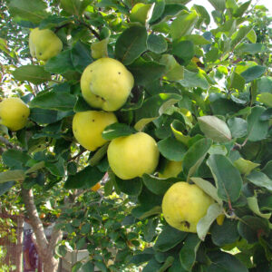 Congnassier kauching / cognassier de provence