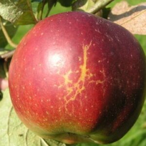 Pommier Pomme rouge