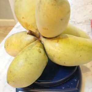 Asiminier de semis SAA overleese 2 ans (40/70cm en pot)