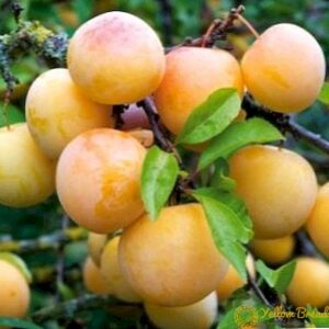 Prunier des Béjonières