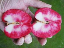 Pommier Dries – chair rouge