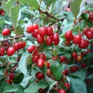 Goumi du Japon à baies rouges Eleagnus Multiflora Sweet Scarlet