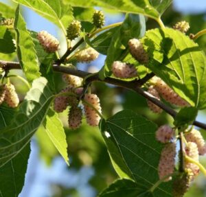 Mûrier Emmanuel – Morus alba (Mûrier blanc)