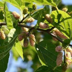 Mûrier Emmanuel – Morus alba (Mûrier blanc)