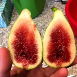 Figuier Précoce de Dalmatie