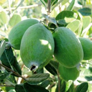 Feijoa Gemini