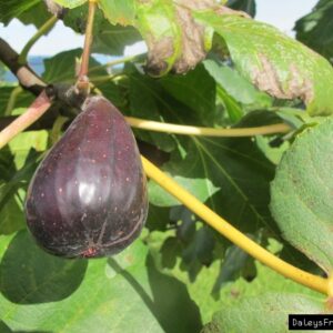 Figuier Noire de Caromb