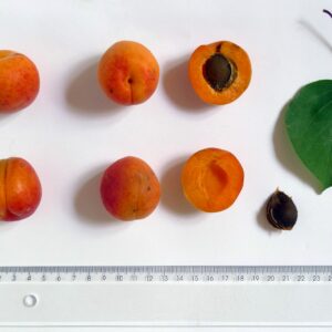 Abricotier Flokar (the best selection)