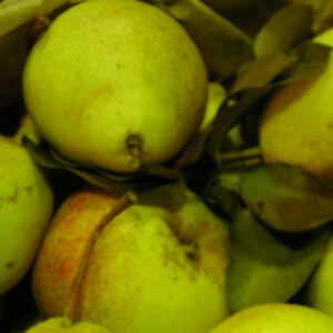 Poirier Fondante Thirriot