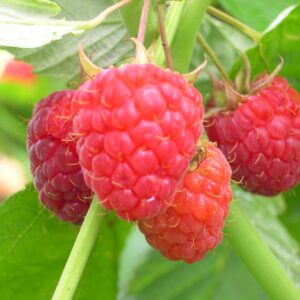 Framboisier remontant heritage BIO