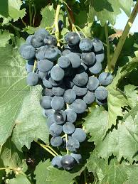 Vigne résistante Galanth / SO4 (2ans)