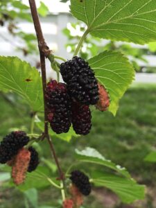 Mûrier Gelso Rosso – Morus alba / Sujet Fort