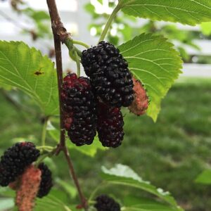 Mûrier Gelso Rosso – Morus alba