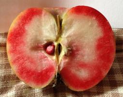 Pommier George Red – chair rouge