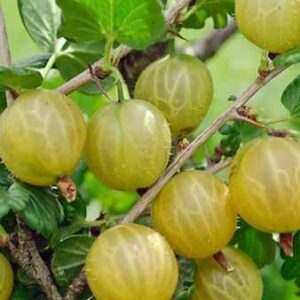 Grosseiler à Maquereau Hinnonmaki White