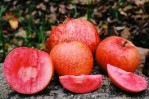 Pommier Grenadine – chair rouge