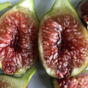 Figuier grise de saint Jean (grisette)