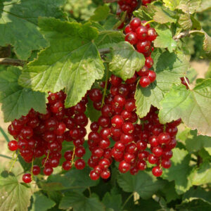Groseillier à grappes rouges Junifer BIO