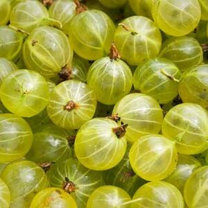 Groseiller a maquereaux, Invicta