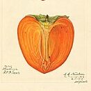 Kaki plaqueminier Hachiya – astringent