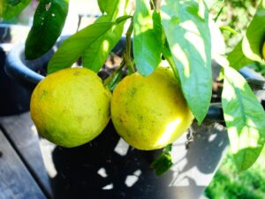 Ichang Lemon