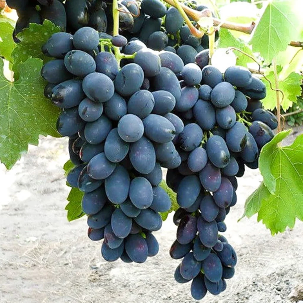 Vigne Kodrianka / So4 (Sujet de 2 ans)