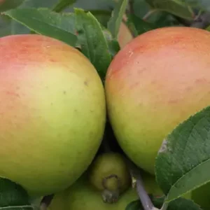 Pommier Reinette des Vergers