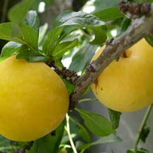 Prunier Golden Japan