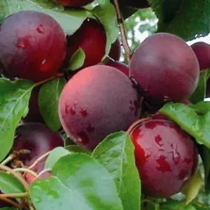 Hybride Abricot x Prune Aprikyra