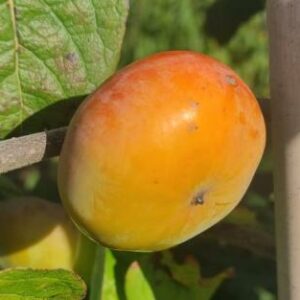 Kaki Lehman Delight – rustique