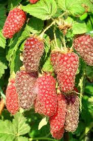 Mûre-Framboise Tayberry