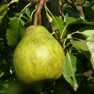 Poirier Jeanne d’arc