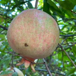 Grenadier Kai Acik Anor