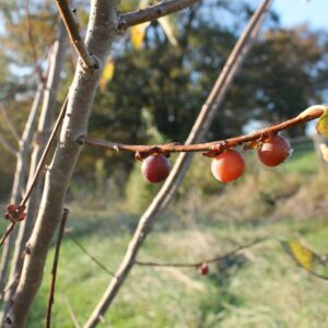 Kaki Datte (Wilsonii)