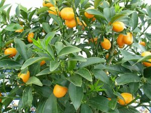 Kumquat ovale – Nagami